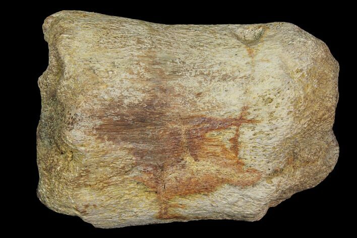 Fossil Hadrosaur Phalange (Finger) Bone - Aguja Formation, Texas #116468